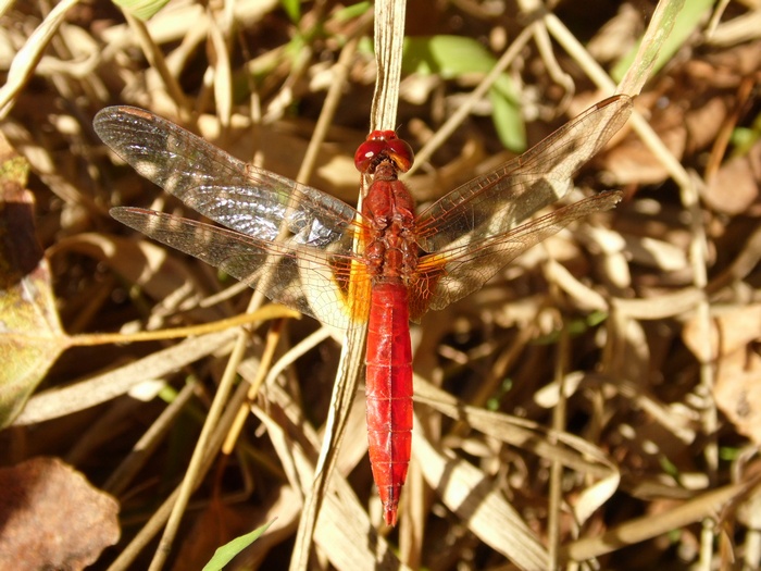 Libellule del Parco del Ticino